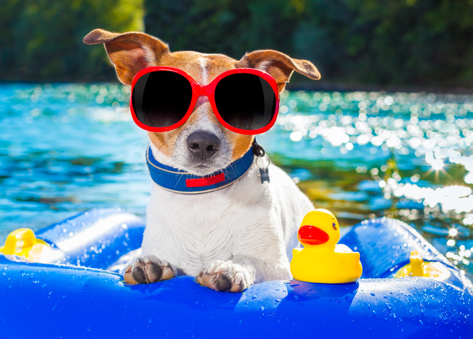 Pets And Summer Treats