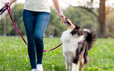 Line Up Your Dog Walker