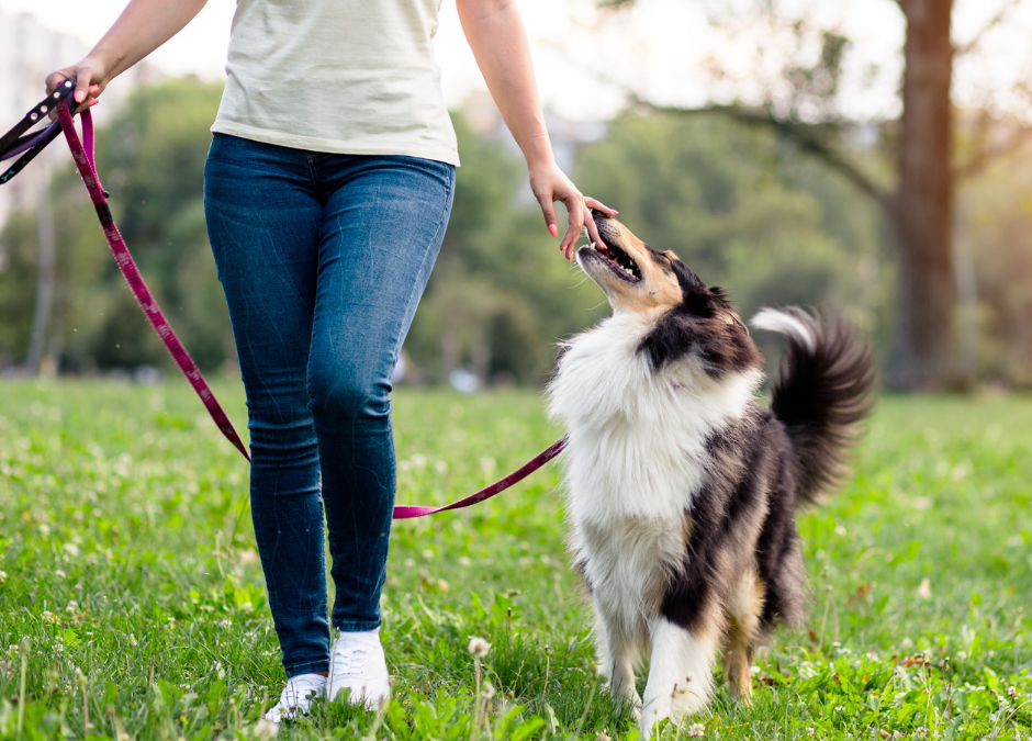 Line Up Your Dog Walker