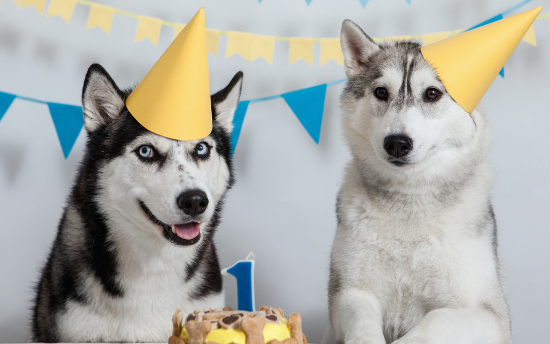 Celebrating The Month Of DOGust