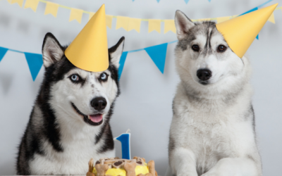 Celebrating The Month Of DOGust