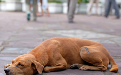 International Homeless Animals Day