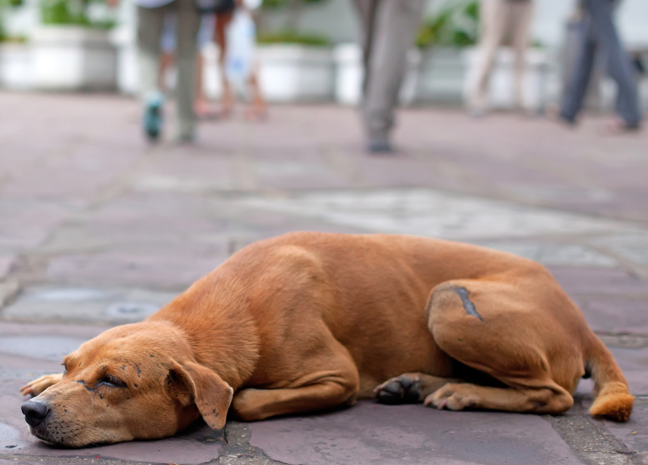 International Homeless Animals Day