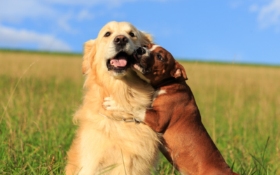 Does My Dog Need A Dog?