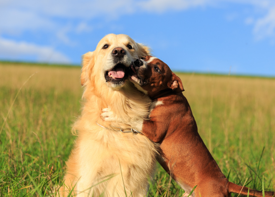 Does My Dog Need A Dog?