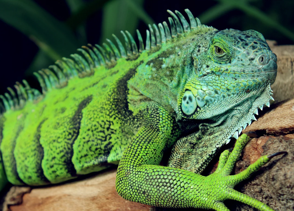 Topic Of The Month: Reptiles!