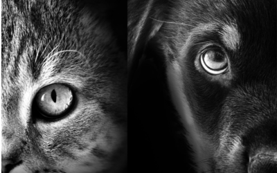 Are Pets Afraid Of The Dark?