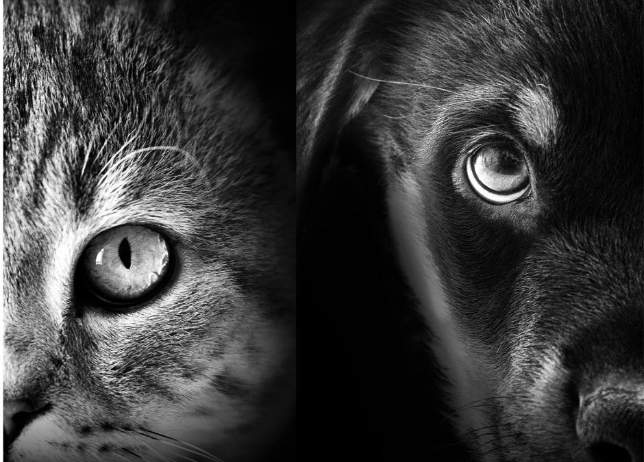 Are Pets Afraid Of The Dark?