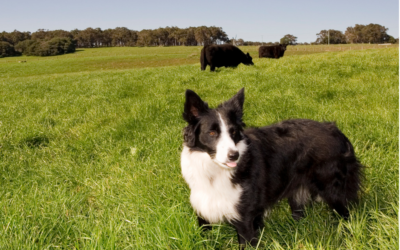 Farm Dogs