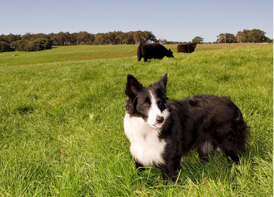 Farm Dogs