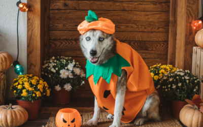 Halloween & Pets