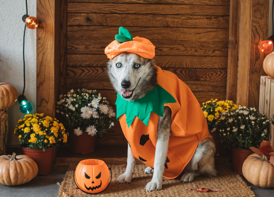 Halloween & Pets