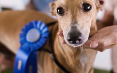 The National Dog Show