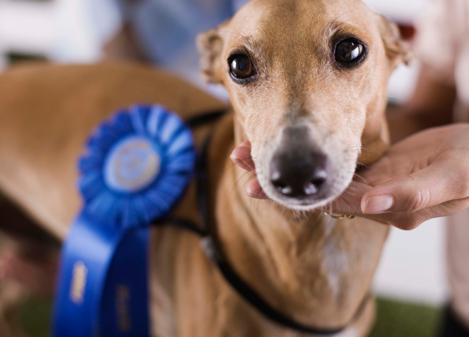 The National Dog Show