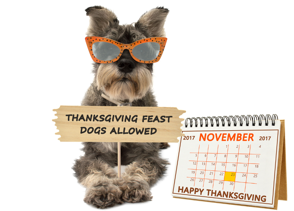 Turkey And Your Pets