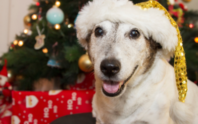 Christmas Tree VS Pets