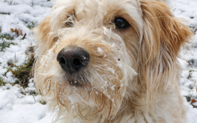 Do Pets Get Cold?