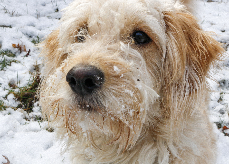 Do Pets Get Cold?