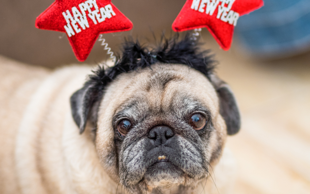 New Year, New Pet!