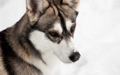 Snow Dogs