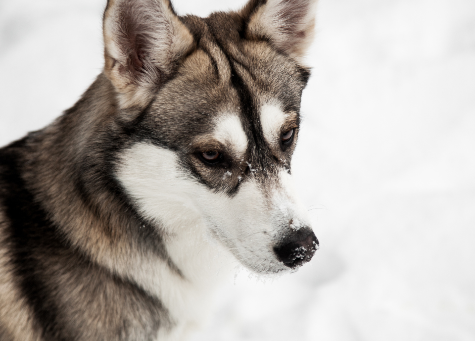 Snow Dogs