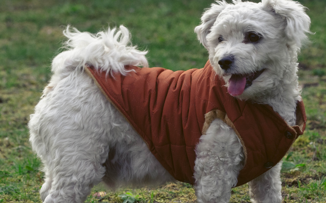 Dog Coats 101