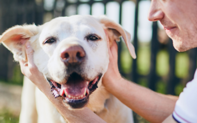 10 Ways Owning A Dog Can Make You Healthier