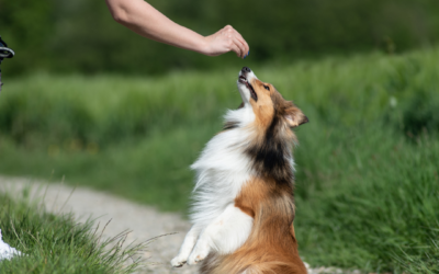 National Train Your Dog Month