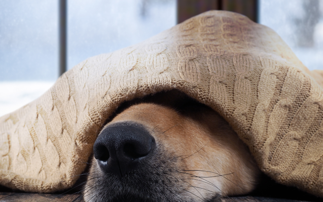 Keeping Your Pets Comfortable During Winter
