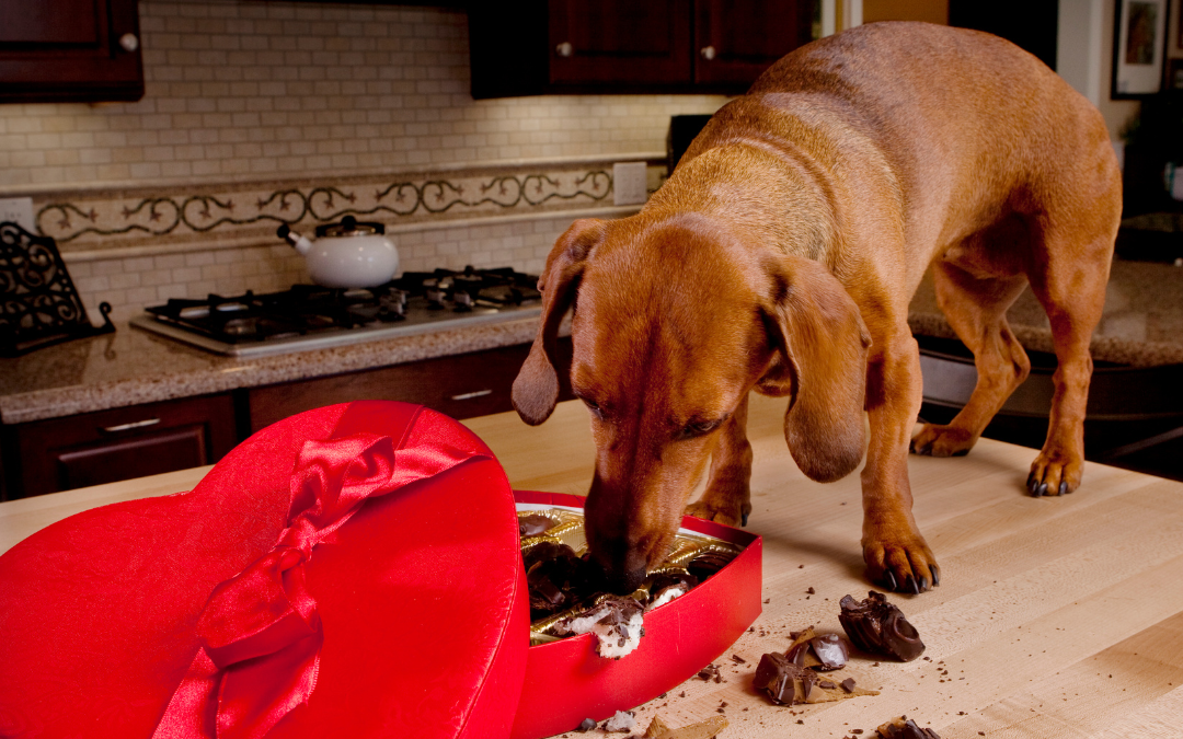 Chocolate Substitute Treats Your Dog Will Love