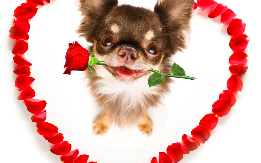 Valentine’s Day Gifts For Your Pets