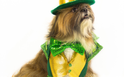 Celebrating St. Patrick’s Day With Your Dogs
