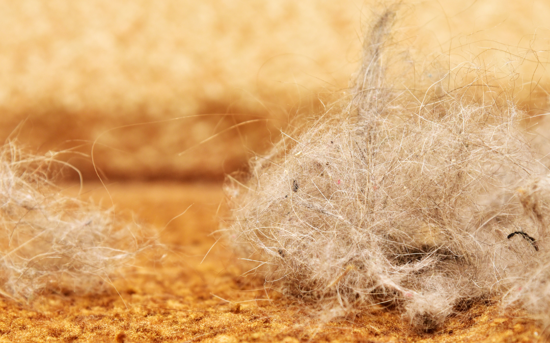 5 Tips To Keep On Top Of Pet Hair In Your House