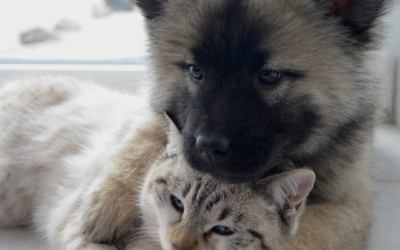 How Much Sleep Do Dogs & Cats Need?