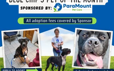 Blue Chip Refuge Pet Of The Month