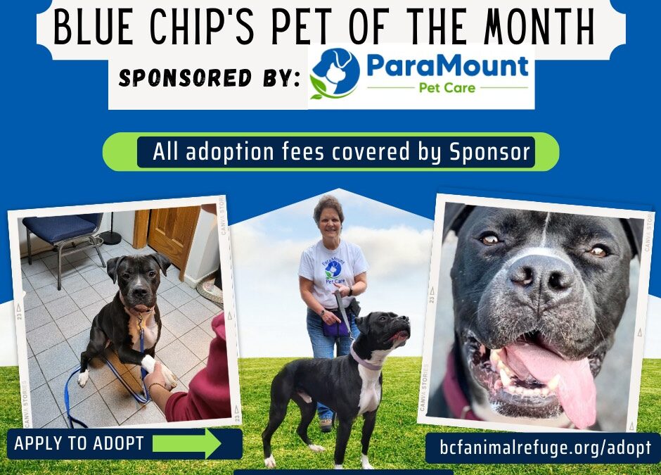 Blue Chip Refuge Pet Of The Month