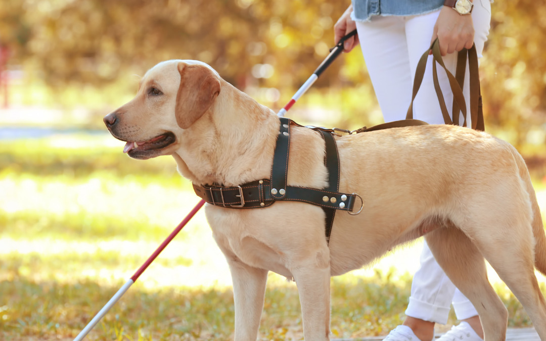 International Guide Dog Day