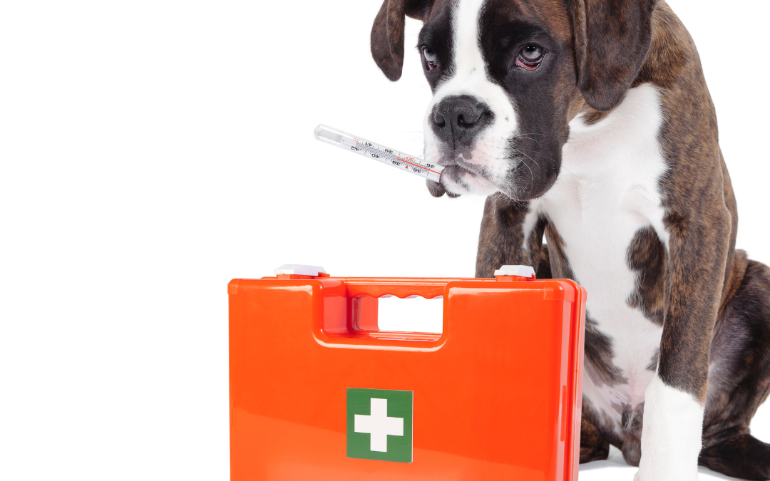 5 Things You Need To Know About Pet First Aid