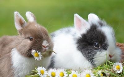 Do Rabbits Make Good Pets?