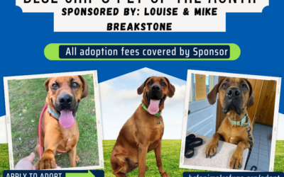 Blue Chip Refuge Pet Of The Month