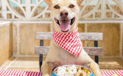 The Ideal Diet For Dogs & Why