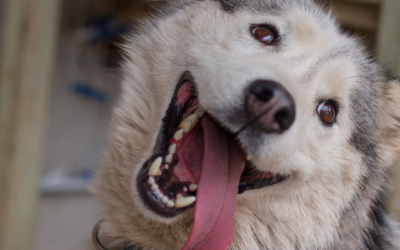 5 Dog Products We Can’t Live Without