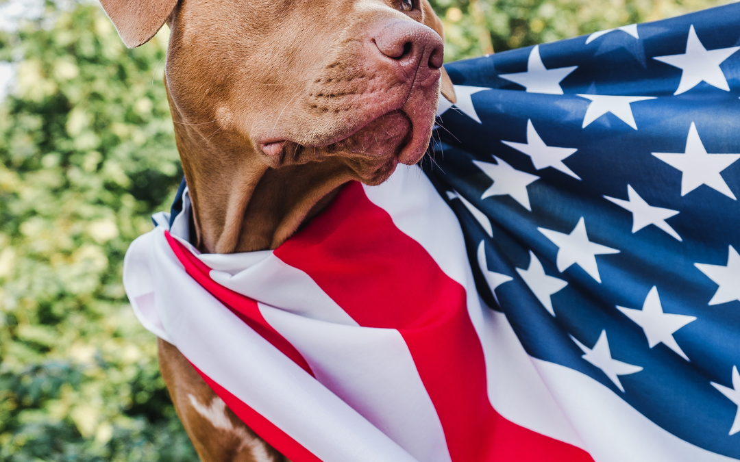 Independence Day & Pets