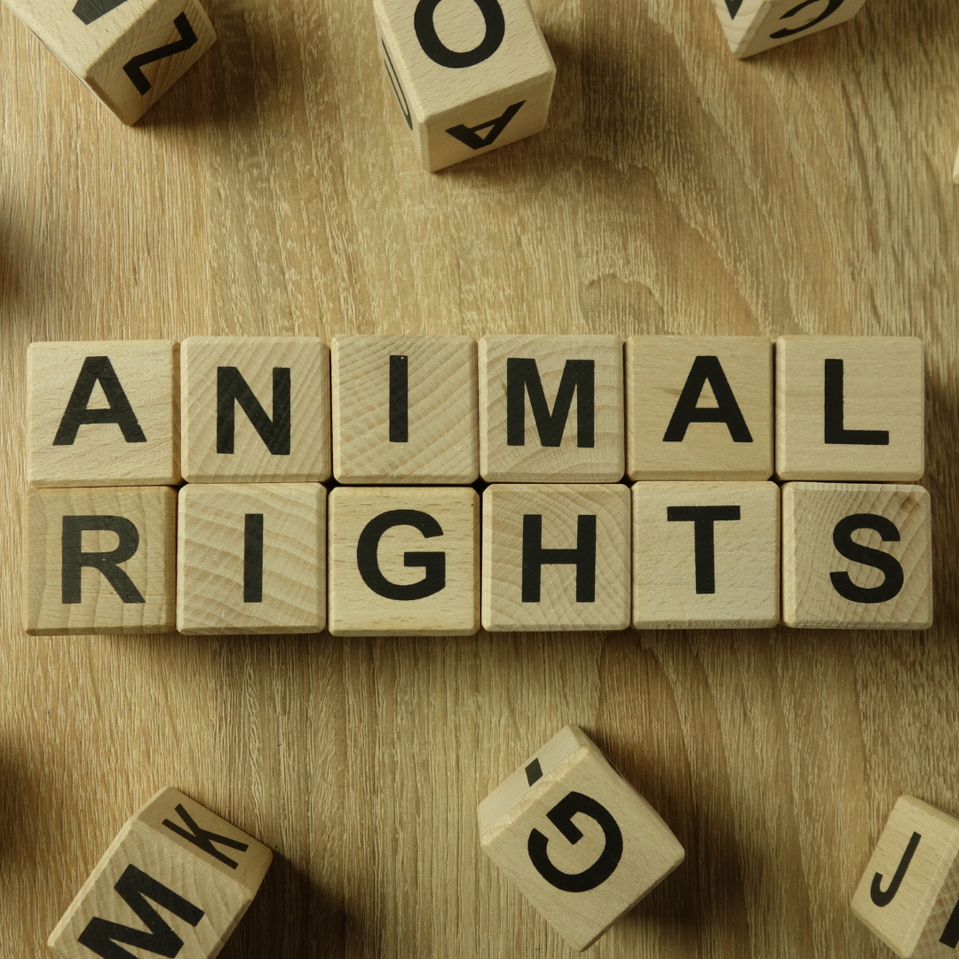 Animal Rights Awareness Week ParaMount Pet Care