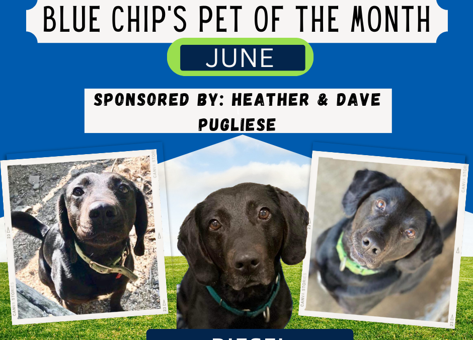 Blue Chip Pet Of The Month (June)
