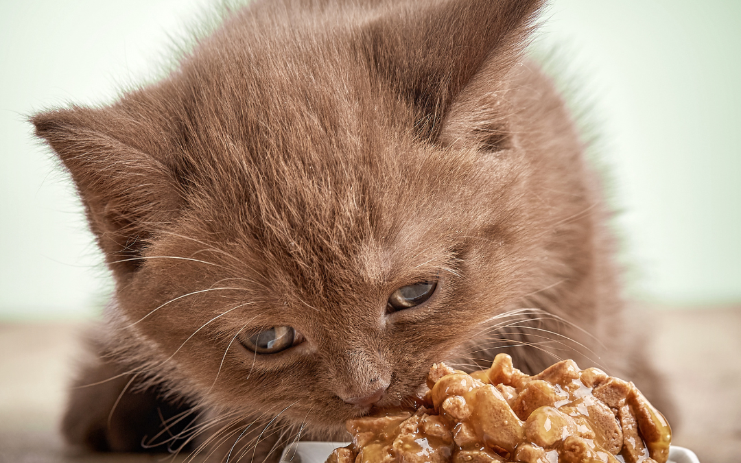 The Ideal Diet For Cats And Why