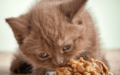 The Ideal Diet For Cats And Why