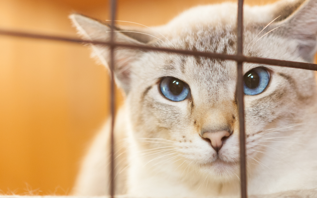 National Adopt A Cat Month