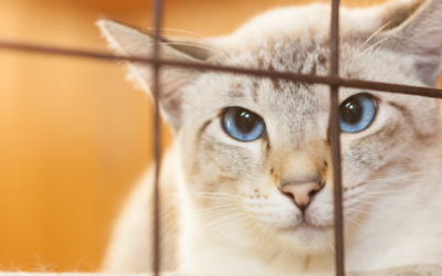 National Adopt A Cat Month