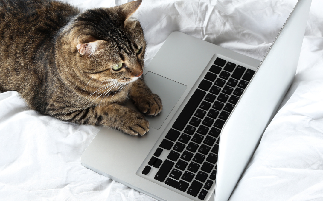 Best New Tech For Cats